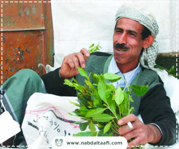 هل القات يسبب الإدمان؟
